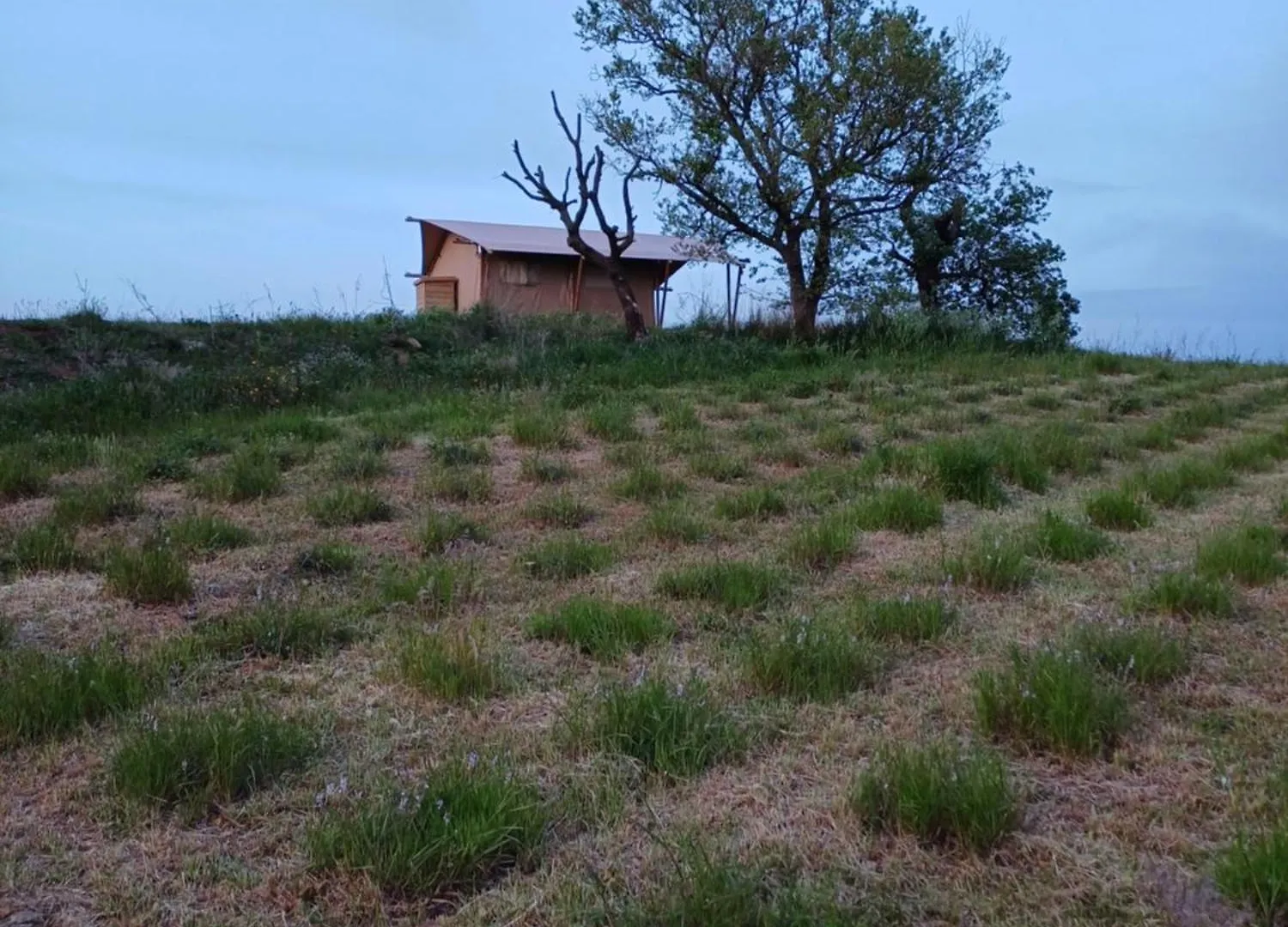 Luxury tent Glamping Podere Angiotto Lodge Montiano Magliano in Toscana Italy